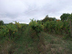 Chata Horná Strehová - viničný dom aj s vinicou – fotka 4